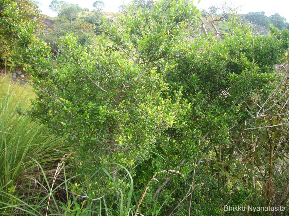 Diospyros ferrea (Willd.) Bakh.